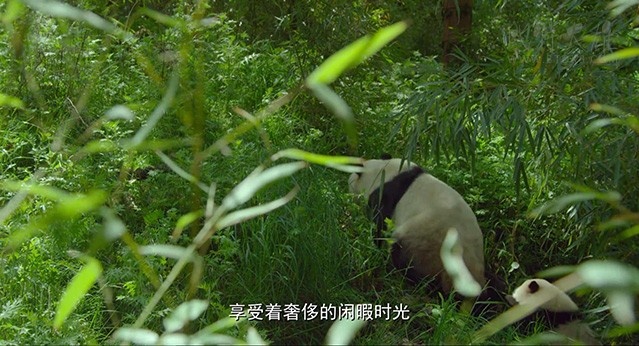 [地球：神奇的一天][HD-720P-MKV][国语中字][豆瓣8.2分][1.85GB][2017]