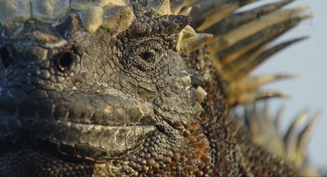 [地球：神奇的一天][HD-720P-MKV][国语中字][豆瓣8.2分][1.85GB][2017]